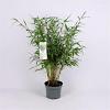 Fargesia robusta 'Pingwu' Pot 5 Liter 60 - 80 cm
