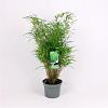 Fargesia rufa Pot 7,5 Liter 80 - 100 cm
