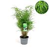 Fargesia rufa Pot 5 Liter 100 - 125 cm