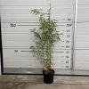 Fargesia scabrida 'Asian Wonder' Pot 5 Liter 60 - 80 cm