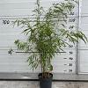 Fargesia scabrida 'Asian Wonder' Pot 5 Liter 60 - 80 cm