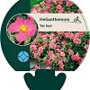 Helianthemum 'Ben Hope' Pot 9 cm