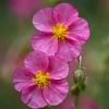 Helianthemum 'Ben Hope' Pot 9 cm