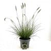 Pennisetum al. 'Hameln' Pot 5 Liter 