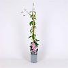 Clematis 'Capitaine Thuilleaux'  Pot 2 Liter