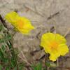 Helianthemum 'Golden Queen' Pot 9 cm