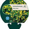 Helianthemum 'Golden Queen' Pot 9 cm