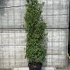 Prunus l. 'Angustifolia' Pot 35 Liter 175 - 200 cm