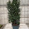 Prunus l. 'Angustifolia' Pot 25 Liter 100 - 125 cm