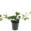 Hedera hibernica Pot 1,5 liter 40 - 60 cm