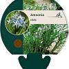 Amsonia ciliata Pot 9 cm