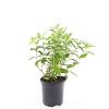 Diervilla lonicera 'Dilon' Pot 1,5 liter
