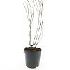 Diervilla lonicera 'Dilon' Pot 1,5 liter
