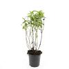 Diervilla lonicera 'Dilon' Pot 1,5 liter