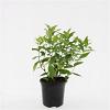 Diervilla lonicera 'Dilon' Pot 1,5 liter