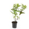 Diervilla lonicera 'Dilon' Pot 1,5 liter