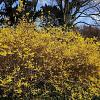 Forsythia int. 'Spectabilis' Pot 1,5 liter