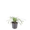 Liriope muscari 'Big Blue' Pot 9 cm