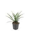 Liriope muscari 'Big Blue' Pot 9 cm