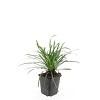 Liriope muscari 'Big Blue' Pot 9 cm
