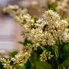 Ligustrum ovalifolium Stam 60 cm