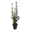 Ligustrum ovalifolium Stam 60 cm
