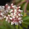 Pieris japonica 'Bonfire' Pot 2 Liter