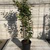 Elaeagnus ebb. 'Compacta' Pot 10 liter 100 - 125 cm