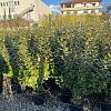 Elaeagnus ebb. 'Compacta' Pot 10 liter 100 - 125 cm