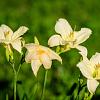 Hemerocallis 'Arctic Snow' Pot 9 cm