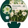 Hemerocallis 'Arctic Snow' Pot 9 cm