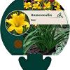 Hemerocallis 'Aten' Pot 9 cm