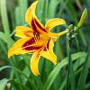 Hemerocallis 'Bonanza' Pot 9 cm