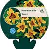 Hemerocallis 'Bonanza' Pot 9 cm