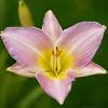 Hemerocallis 'Catherine Woodbury' Pot 9 cm