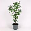 Acer griseum Pot 7,5 Liter 100 - 125 cm
