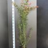 Acer palmatum Pot 7,5 Liter 100 - 125 cm