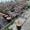 Acer pal. 'Bloodgood' Pot 7,5 Liter 60 - 80 cm