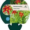 Hemerocallis 'Crimson Pirate' Pot 9 cm