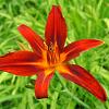 Hemerocallis 'Crimson Pirate' Pot 9 cm