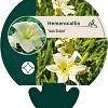 Hemerocallis 'Joan Senior' Pot 9 cm
