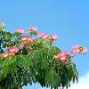 Albizia julibrissin Pot 5 Liter 80 - 100 cm