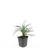 Liriope muscari 'Ingwersen' Pot 9 cm