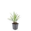 Liriope muscari 'Ingwersen' Pot 9 cm