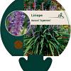 Liriope muscari 'Ingwersen' Pot 9 cm