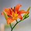 Hemerocallis 'Margaret Perry' Pot 9 cm