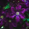 Clematis 'Etoile Violette' Pot 2 Liter