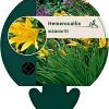 Hemerocallis middendorffii Pot 9 cm