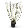Cornus sericea 'Flaviramea' Pot 12 liter 100 - 125 cm