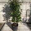 Elaeagnus ebb. 'Compacta' Pot 15 liter 100 - 125 cm